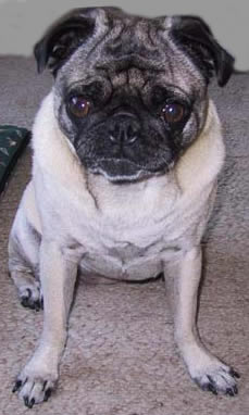 Your Dog on a T-shirt Pug